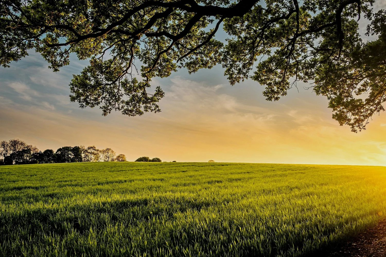 Green field at sunset